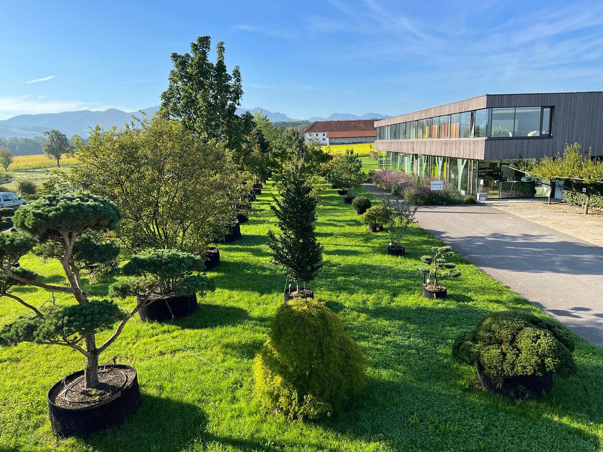 Bürogebäude mit Formgehölzen im Vordergrund