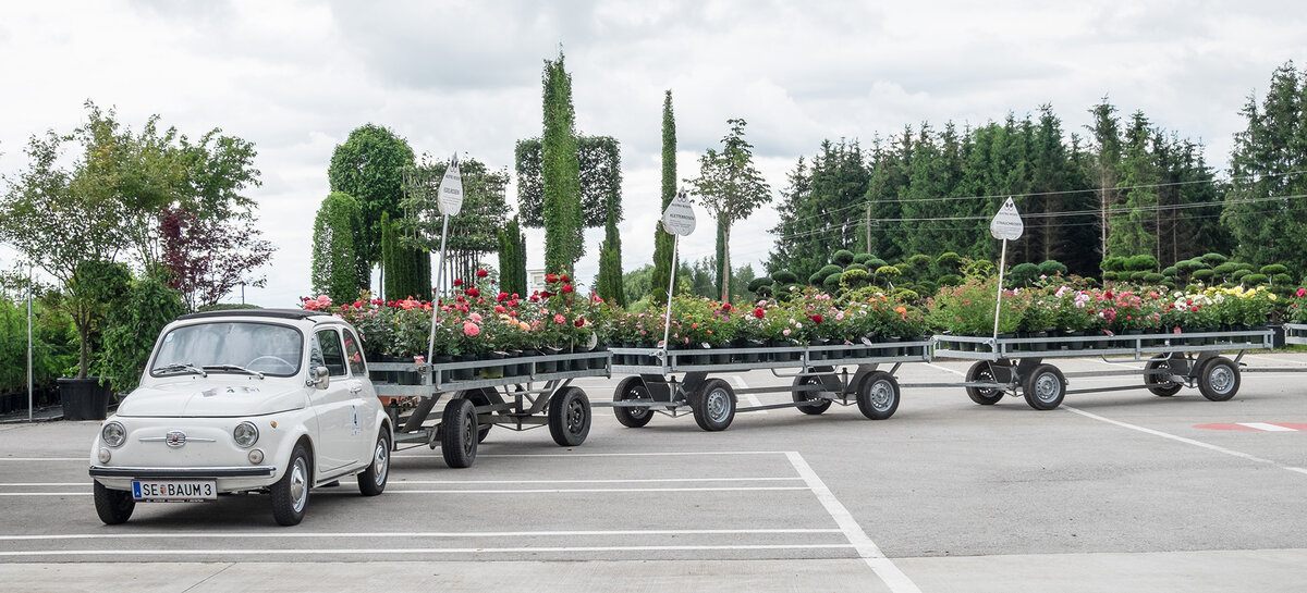 Historischer Fiat 500 zieht Anhänger voller blühender Rosen